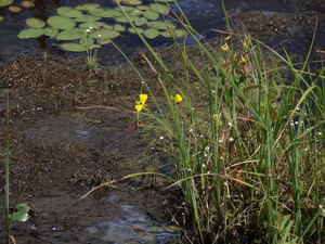 Photo By: Stephen M. Young. Photo taken: Suffolk County, NY on 18 September 2002